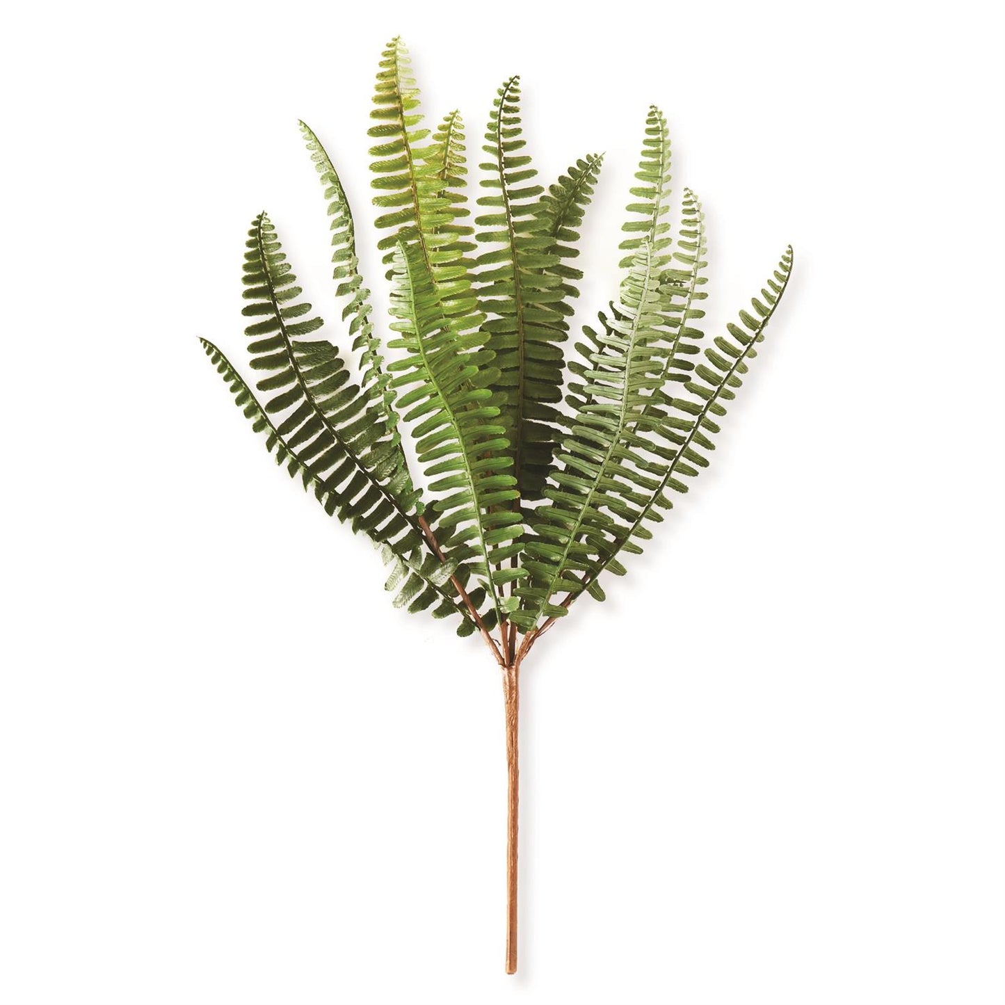 Fish Bone Fern Stem
