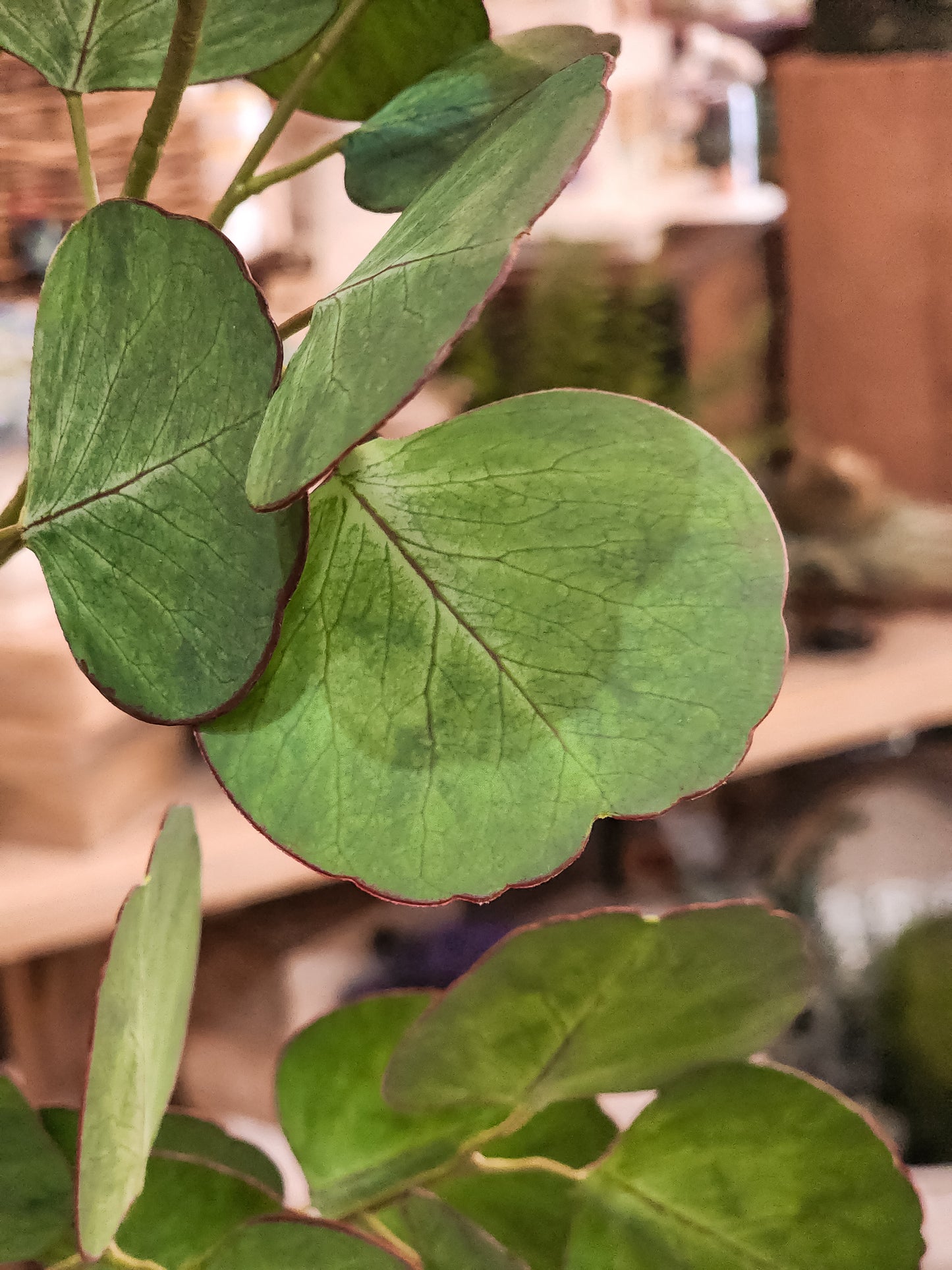 Milton Double Faced Eucalyptus Branch
