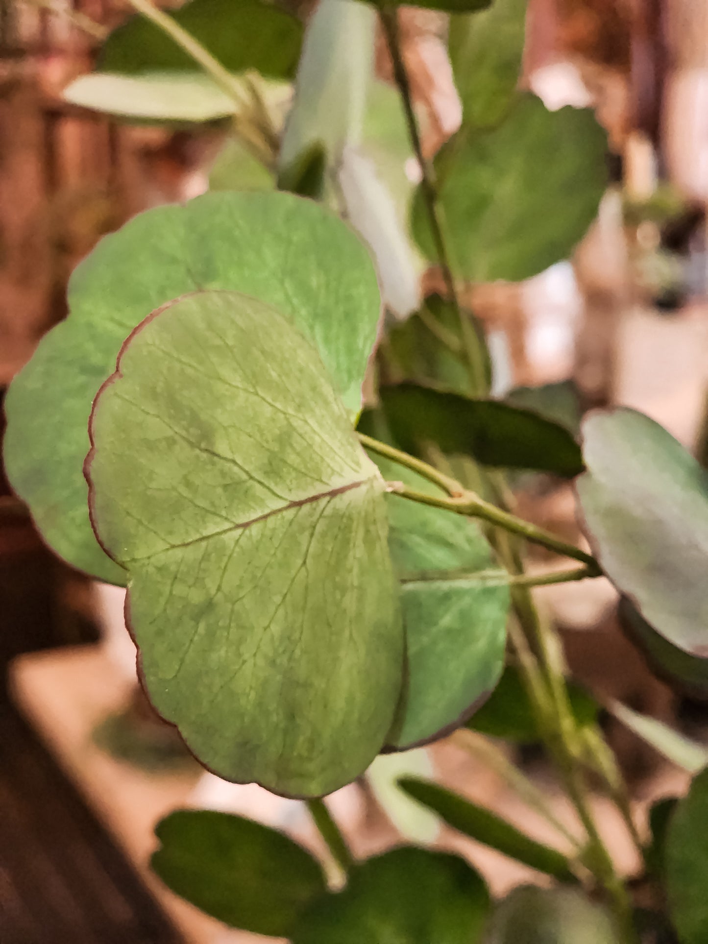 Milton Double Faced Eucalyptus Branch