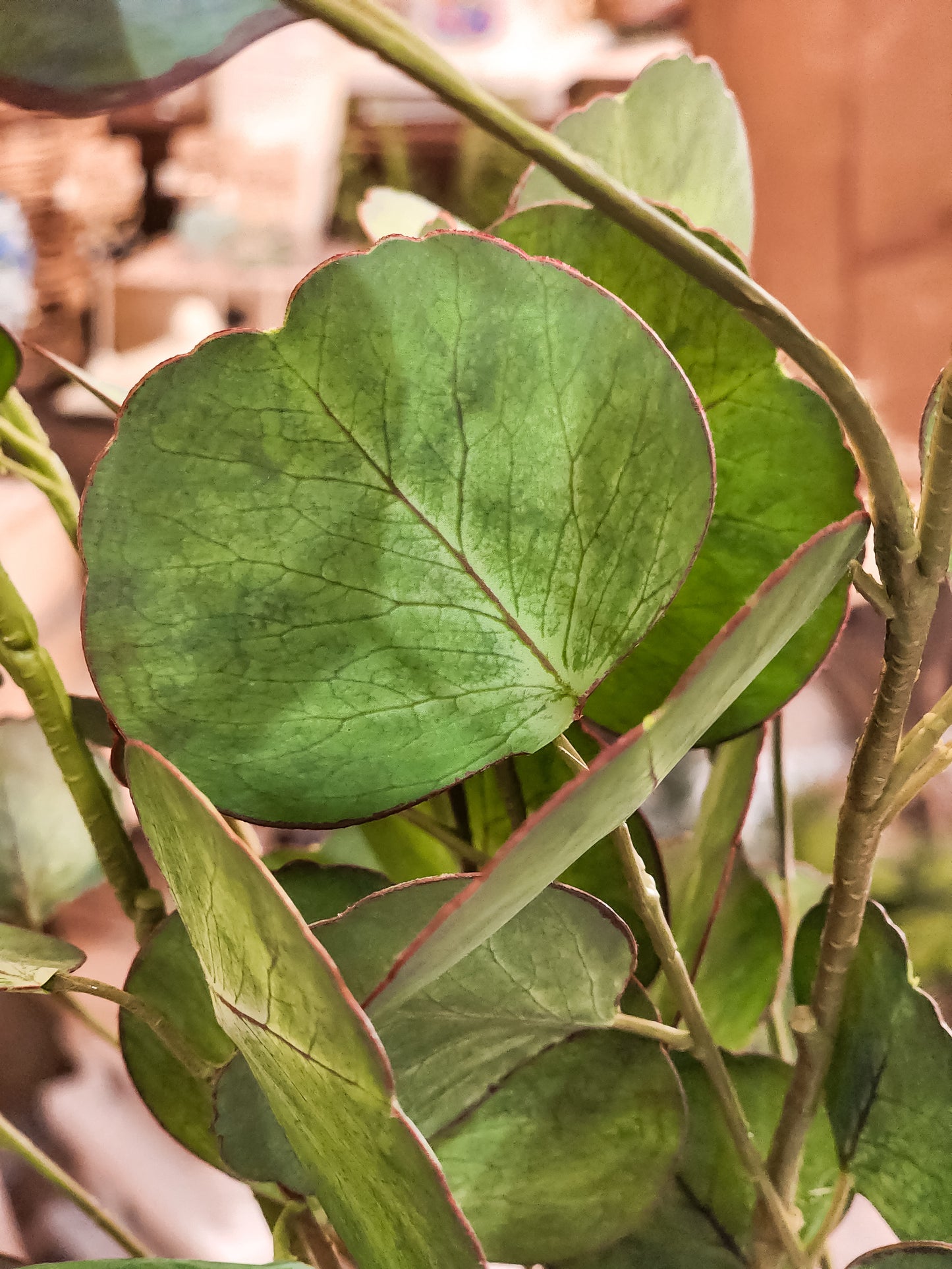 Milton Double Faced Eucalyptus Branch
