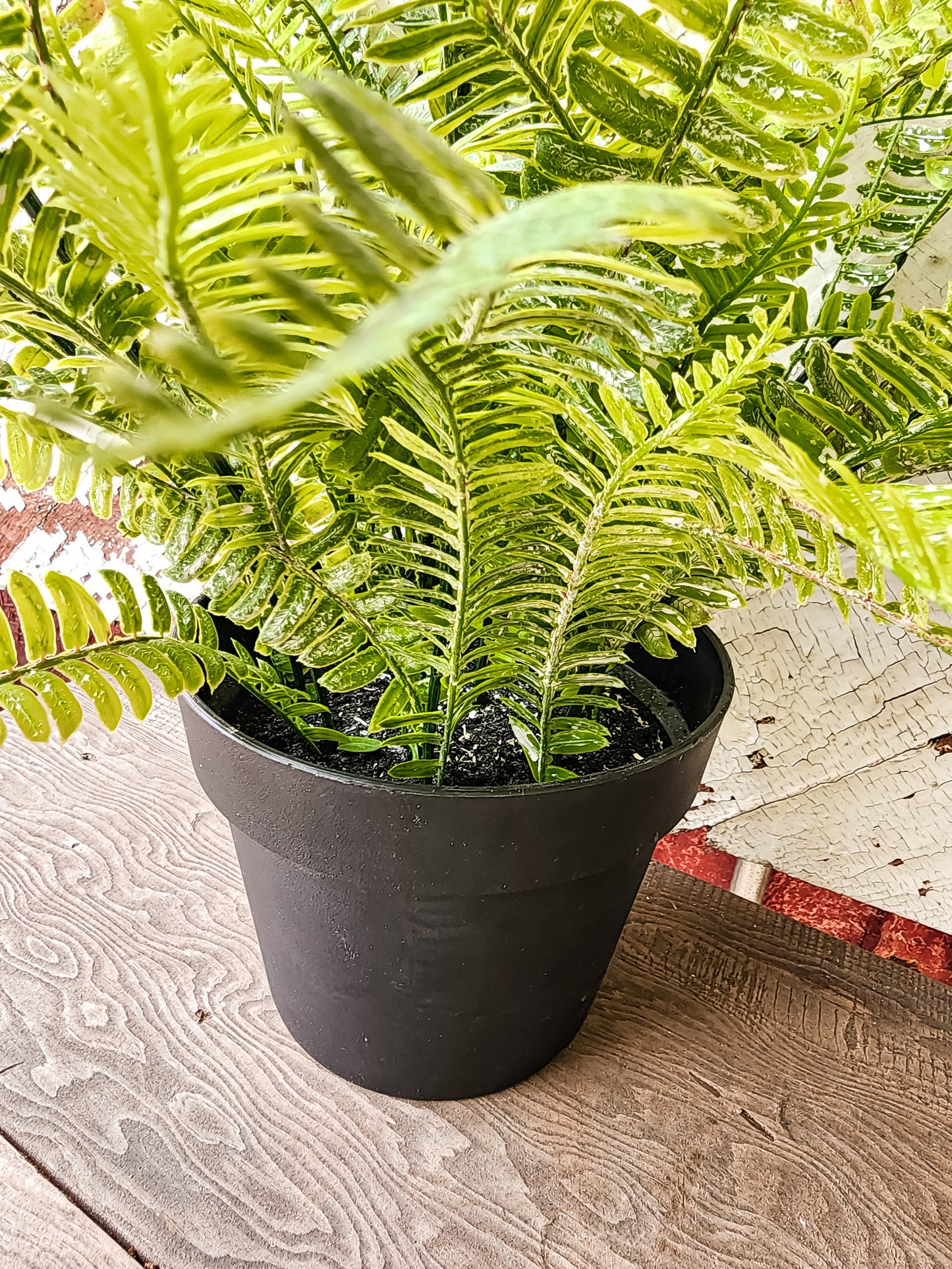 Potted Forest Fern (Real Touch)