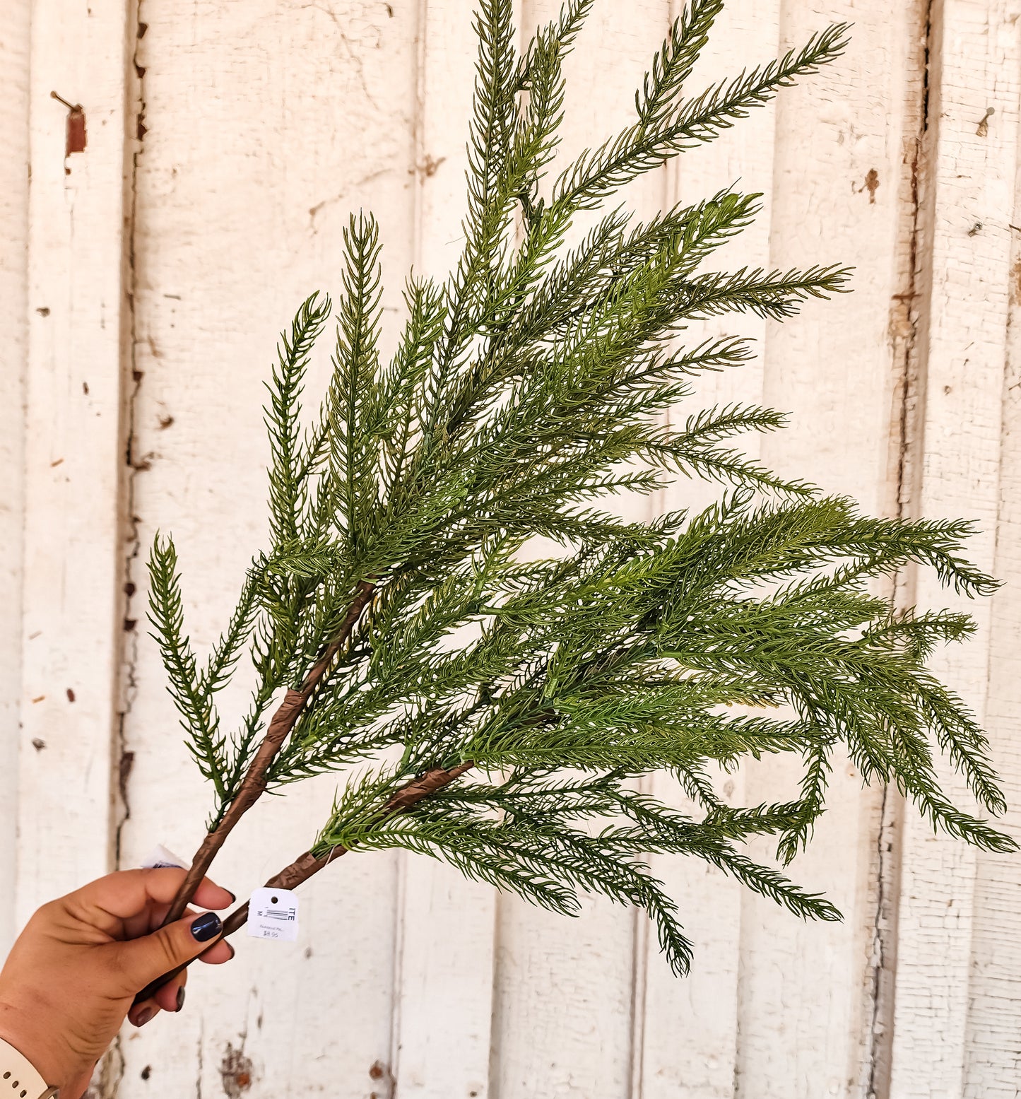 Richmond Pine Stem