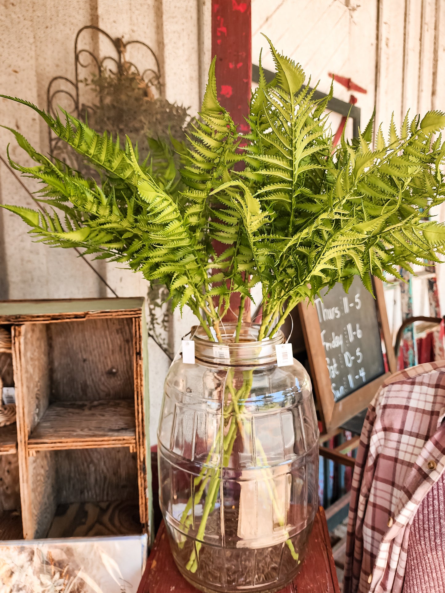Jolene Sword Fern Stem