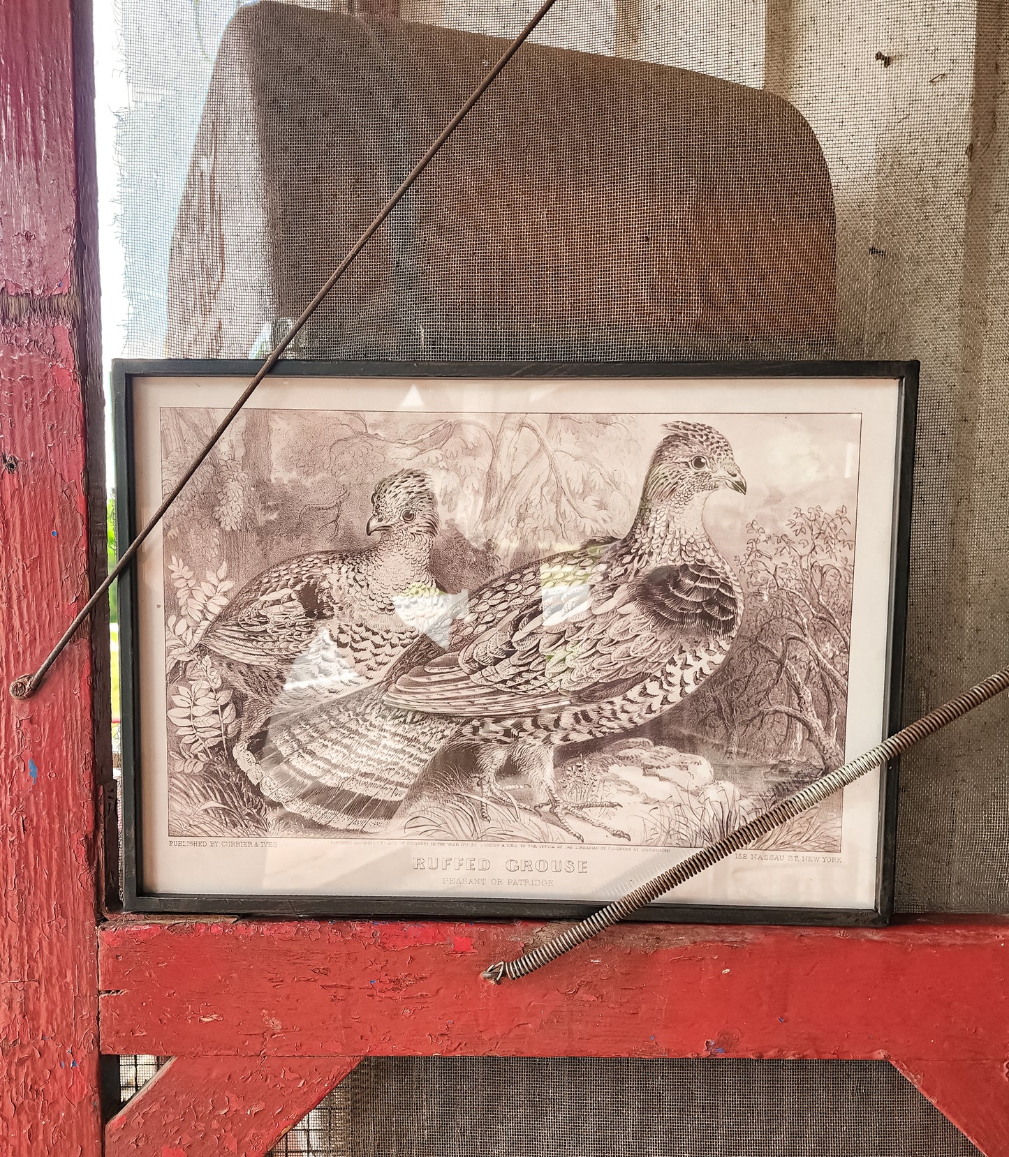 Black Framed Quail Prints (Assorted)