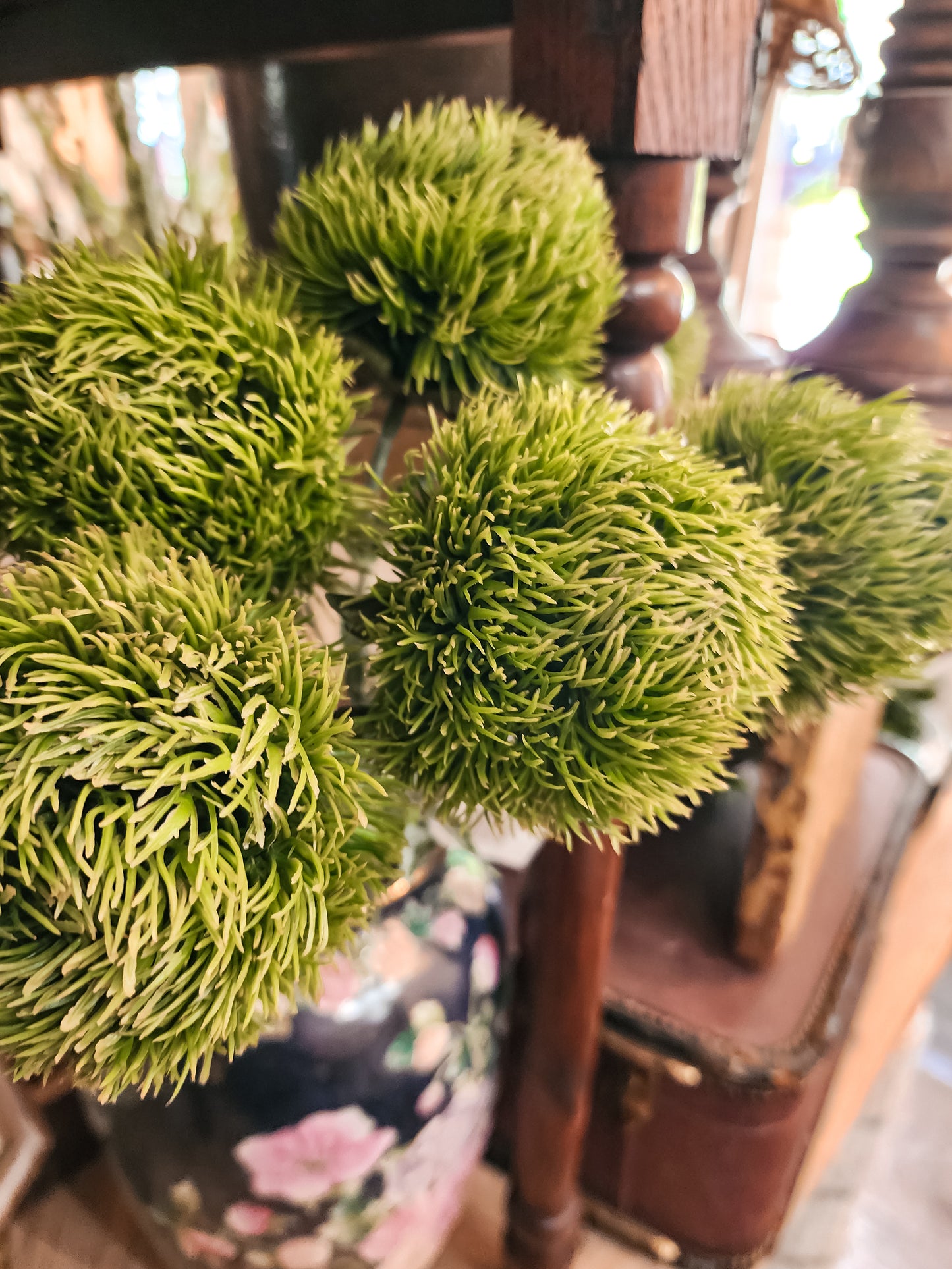 20" Dianthus (Green)
