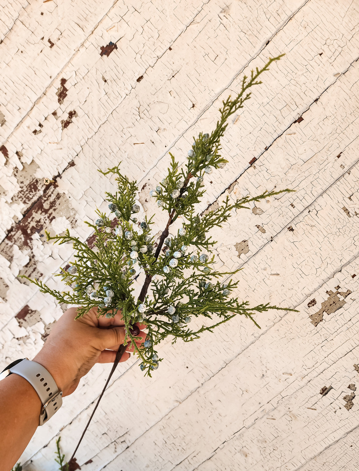 20" Oregon Juniper Berry Spray