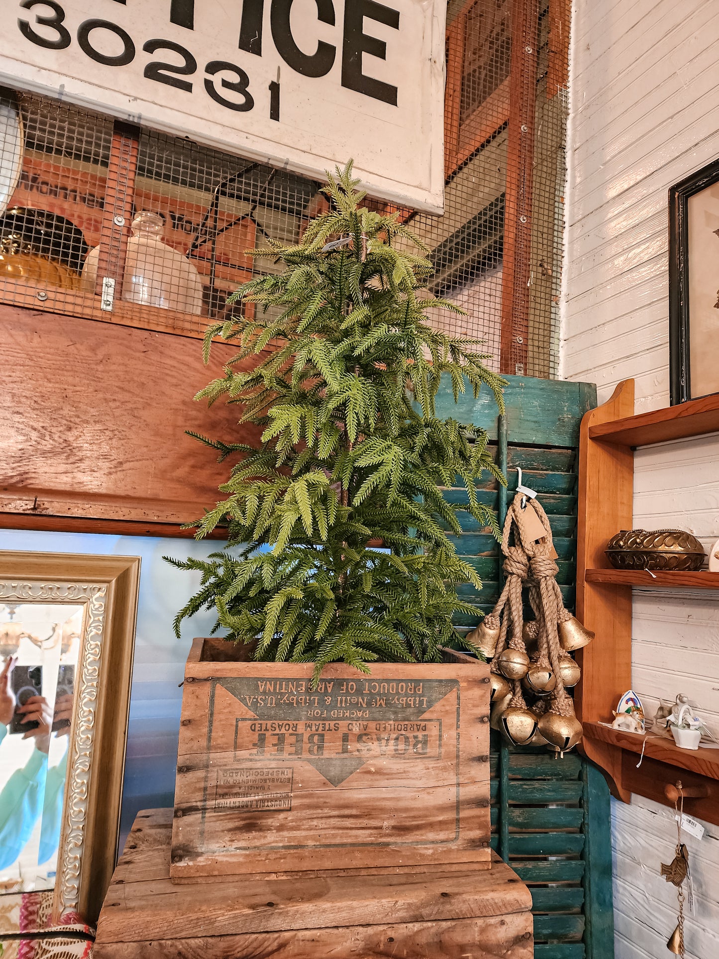 Potted Norfolk Tree (Assorted)