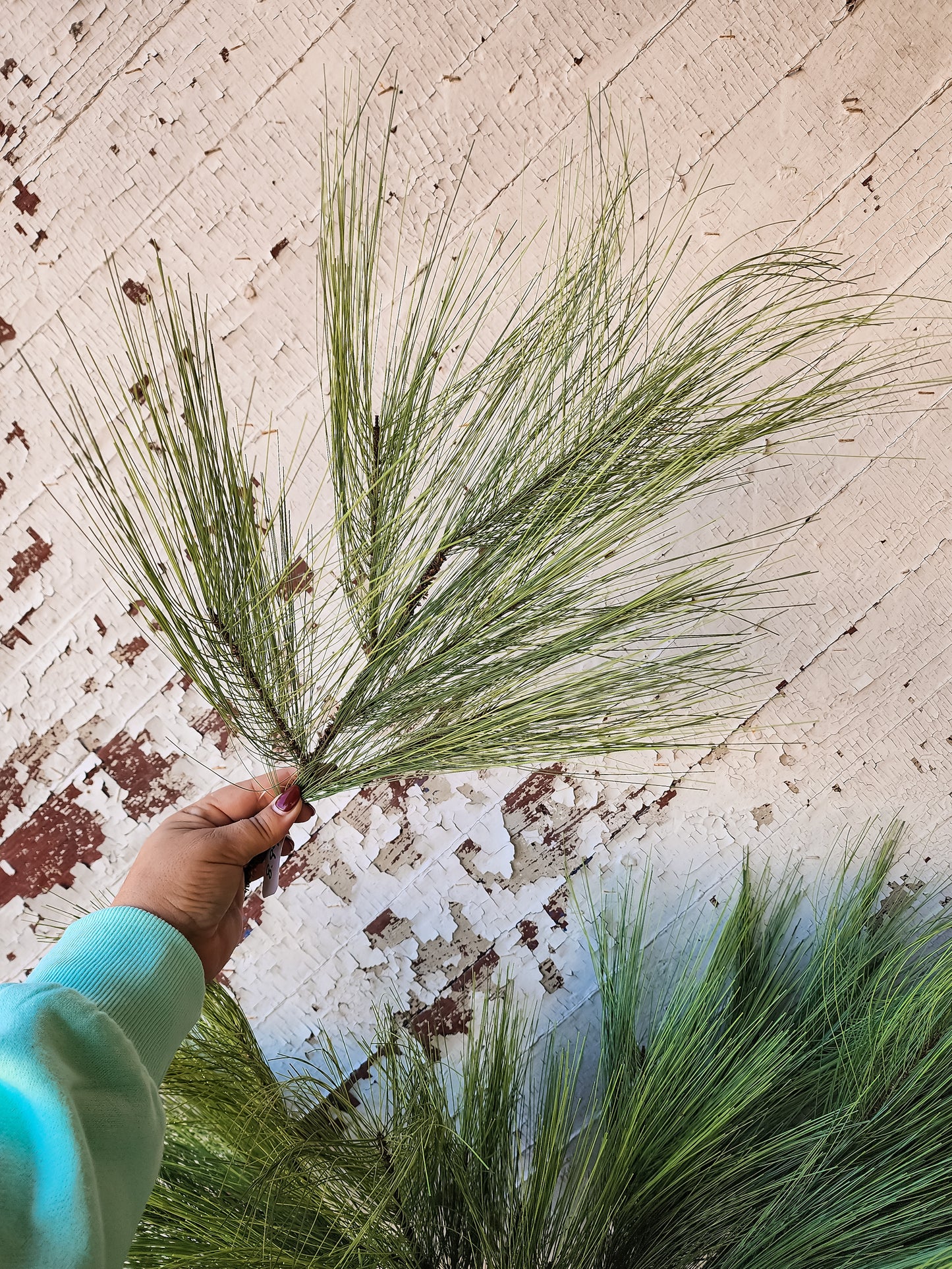 Oakland Pine Spray