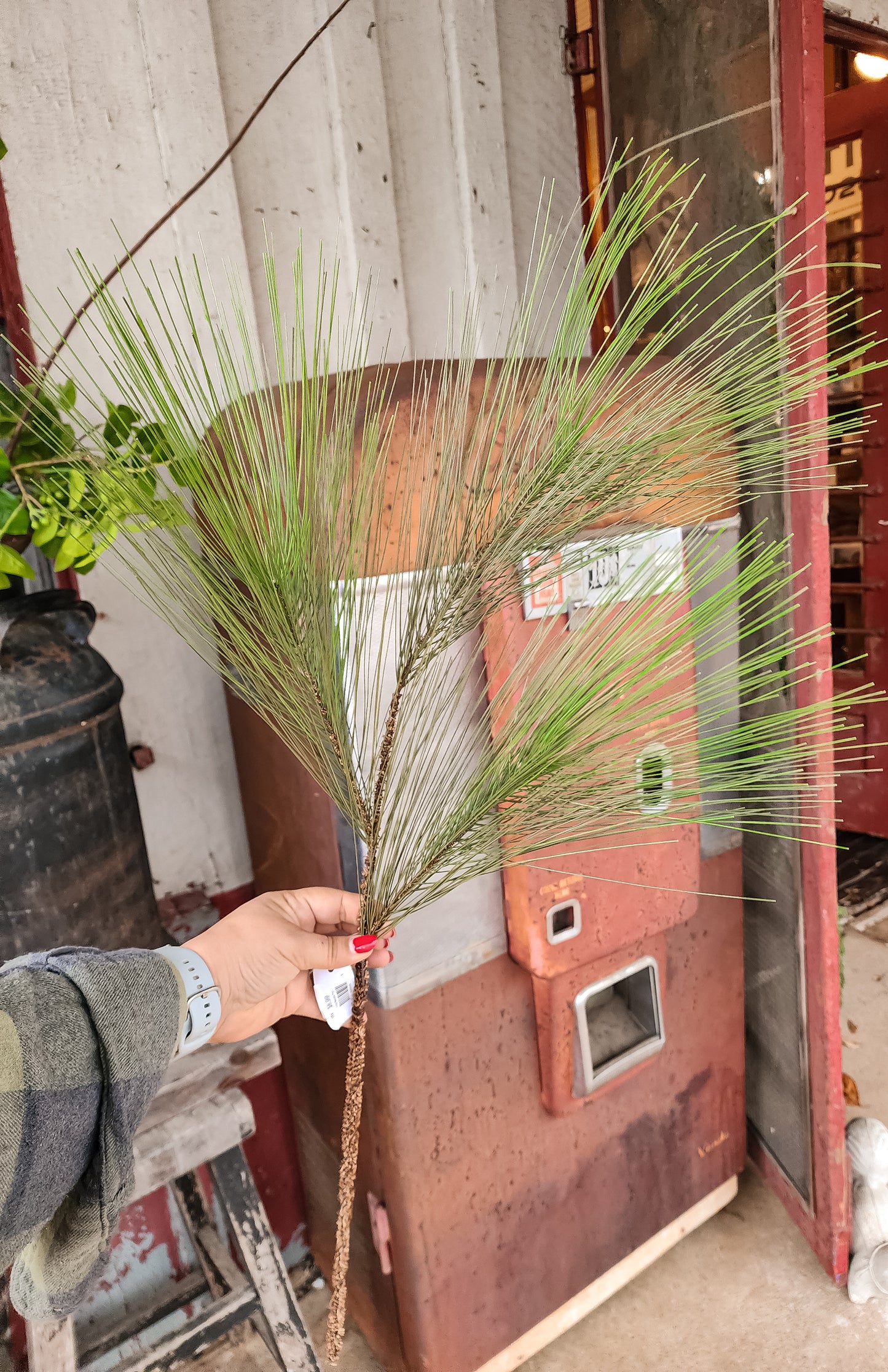 Long Needle Pine Stem