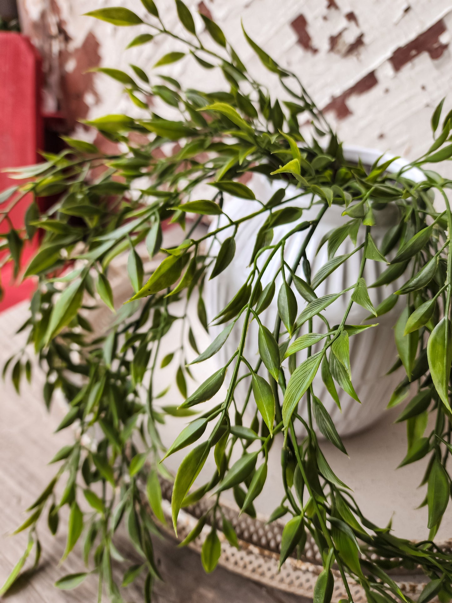 Hanging Leafy Stem