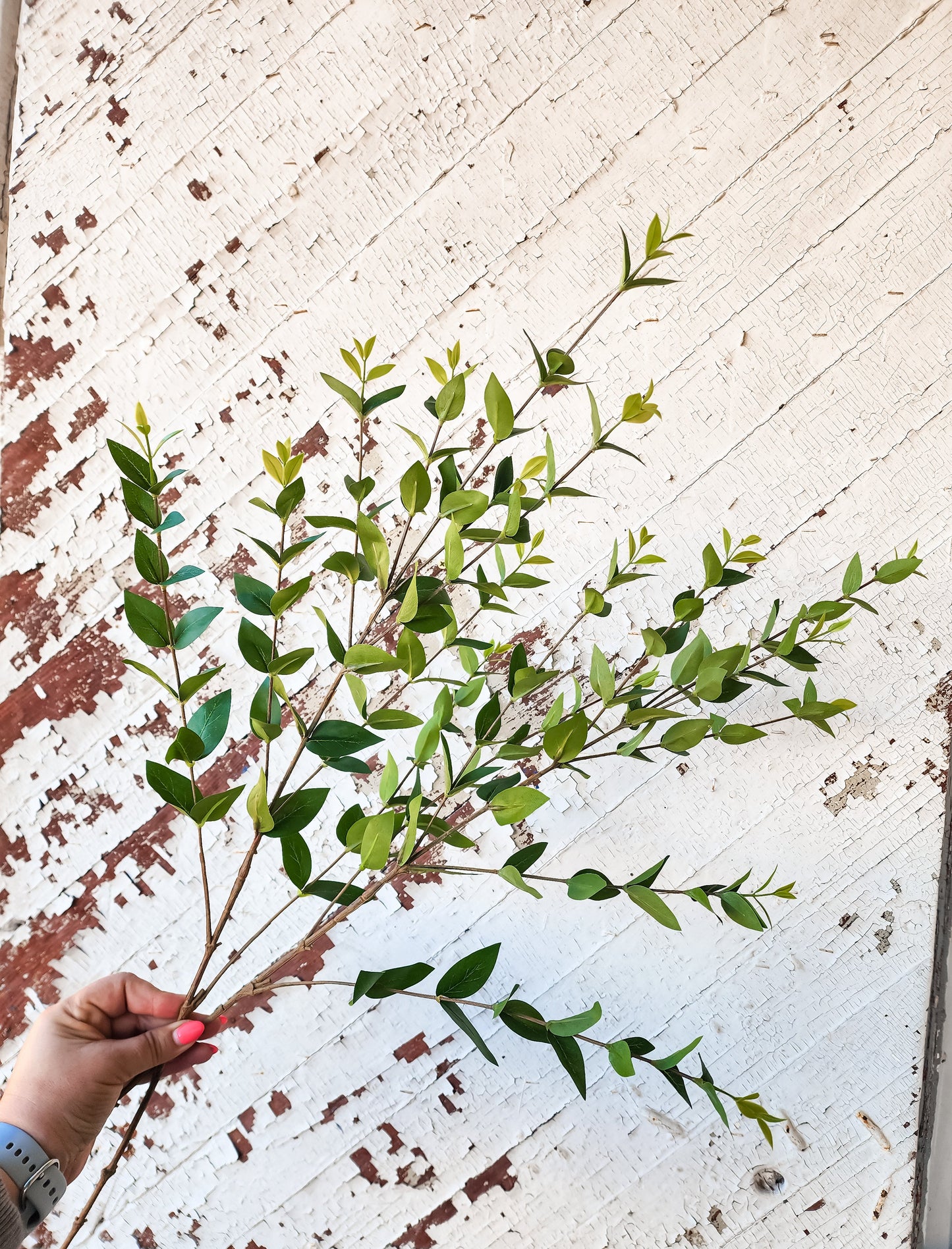 Mariam Eucalyptus Stem