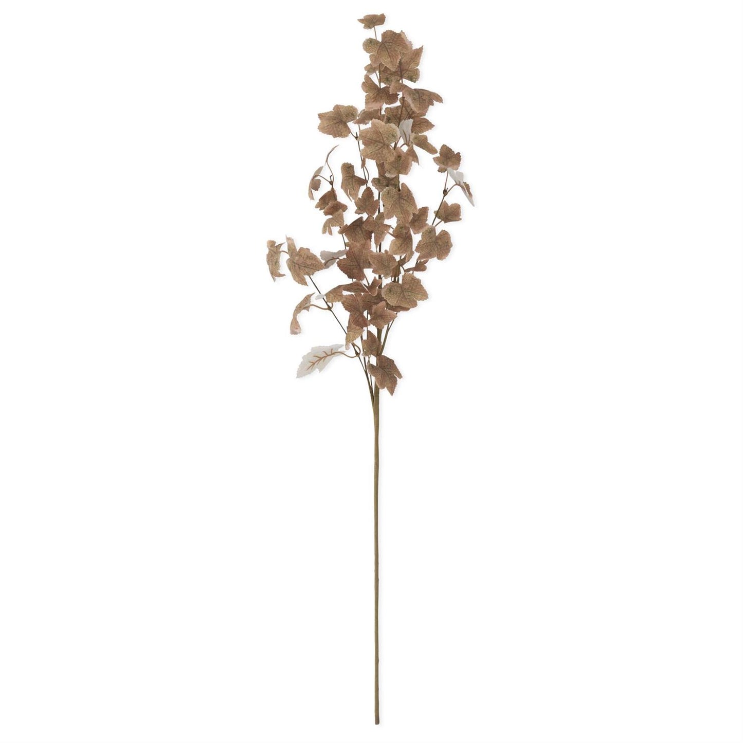 Autumn Oak Branch