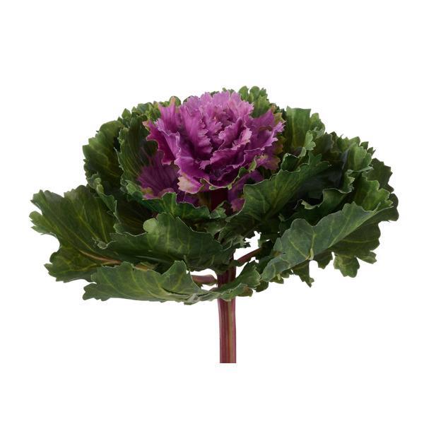 Purple and Green Kale