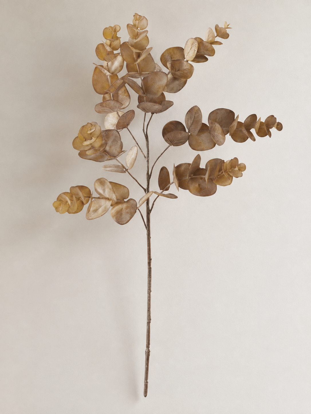 24 Inch Brown Eucalyptus Stem