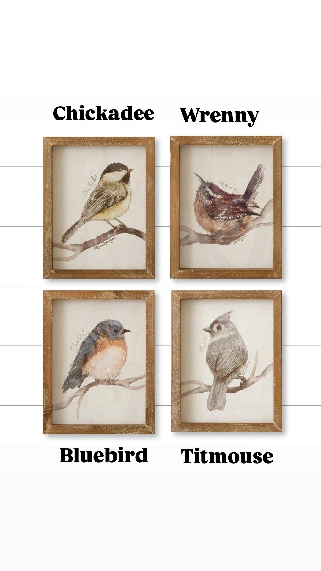 Framed Bird Prints