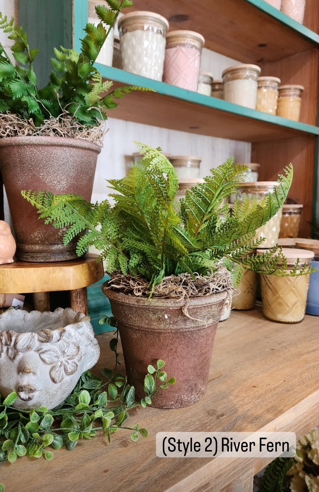 Bungalow Potted Ferns (Assorted)