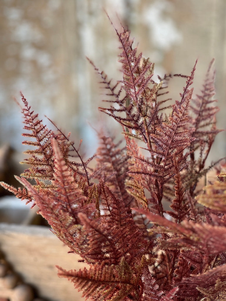 Brownlee Fern Bush