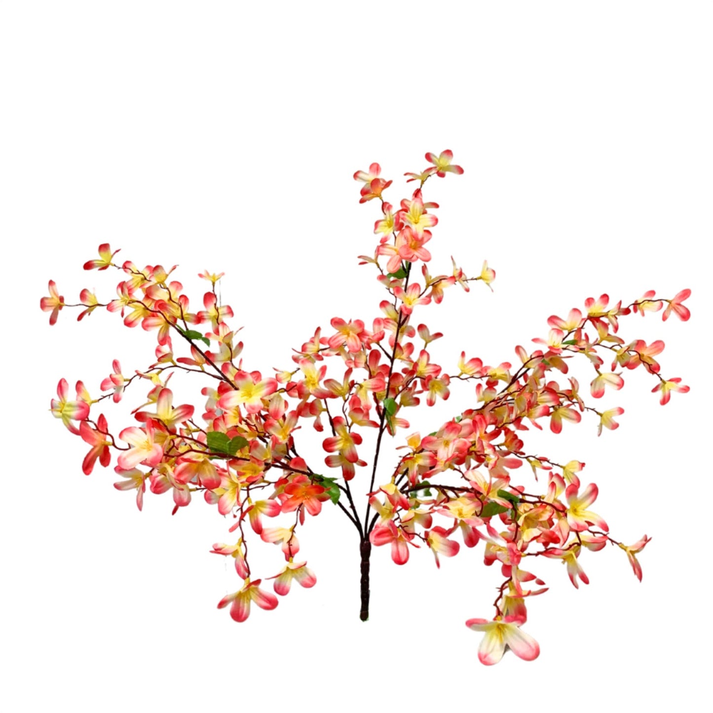 Tweedia Bush x 5 - 24” - Pink/Yellow