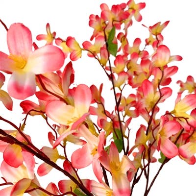 Tweedia Bush x 5 - 24” - Pink/Yellow