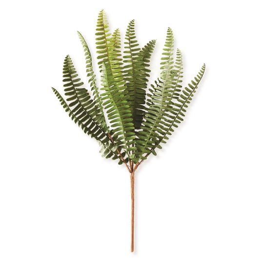 Fish Bone Fern Stem