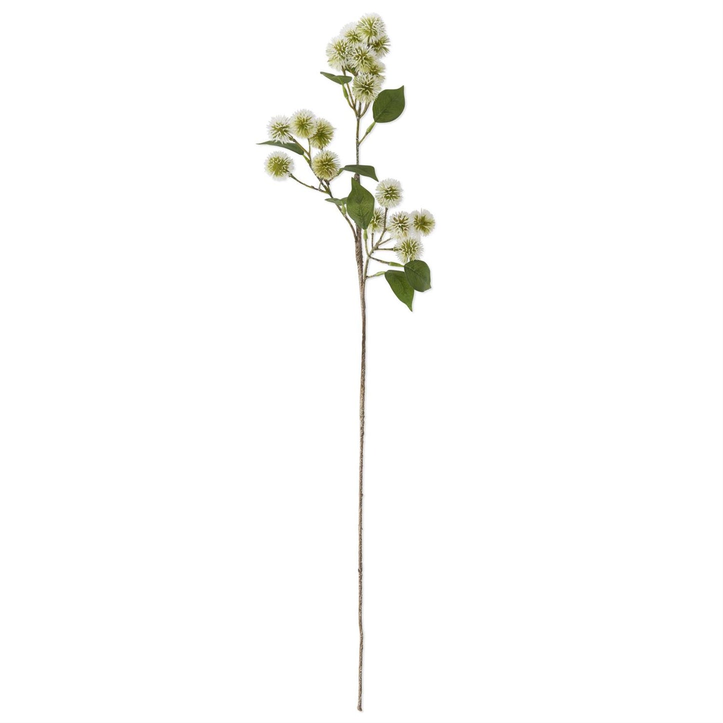 White Globe Amaranth Stem
