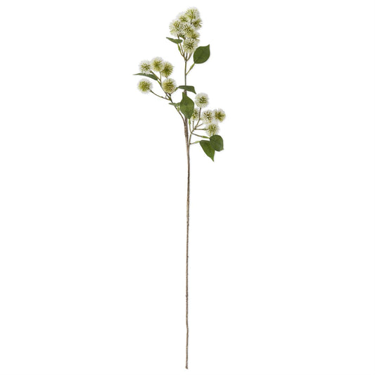 White Globe Amaranth Stem