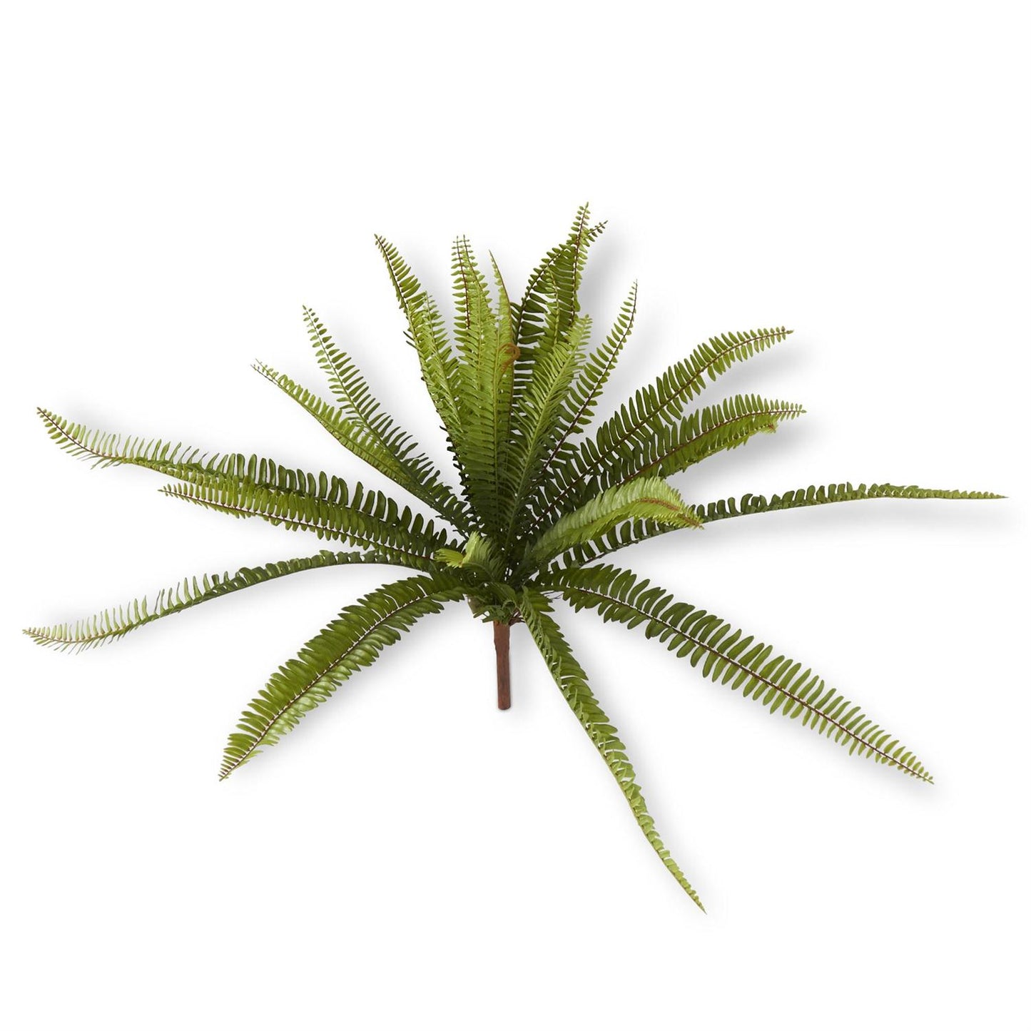 Jonah 26" Fern