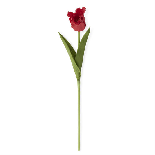 (Red) Single Stem Parrot Tulip