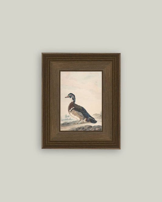 A Duck Framed Antique Art: 5x7