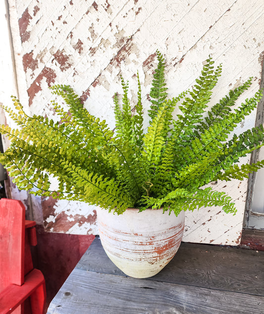 27" Boston Fern Bush