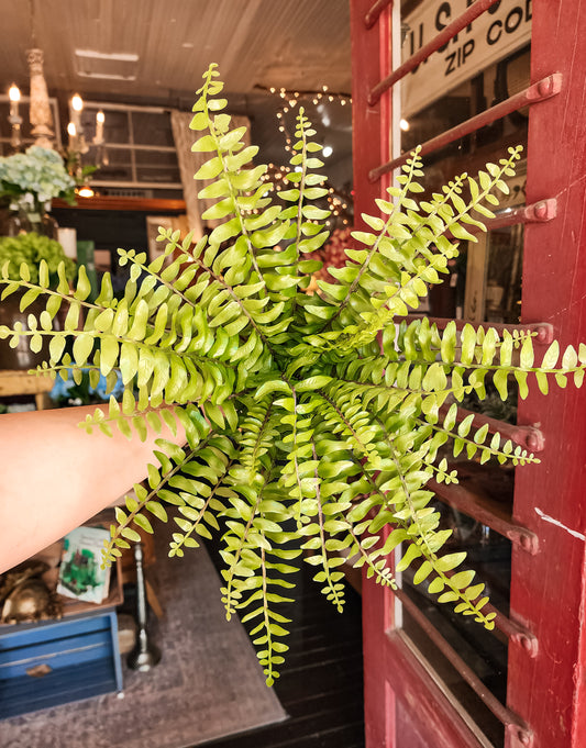 Rea 16" Boston Fern
