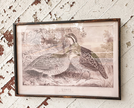 Black Framed Quail Prints (Assorted)