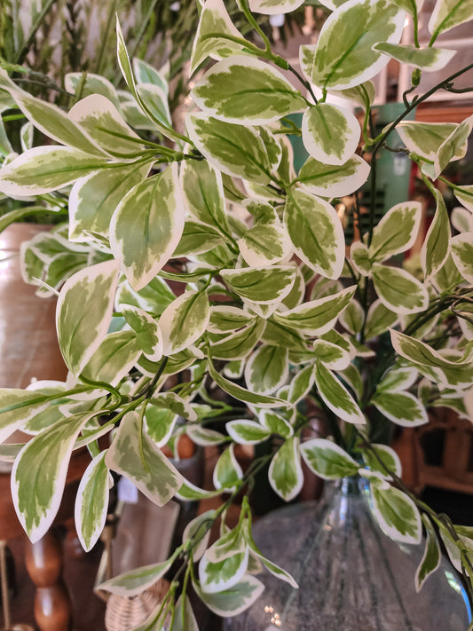 Nova Variegated Branch