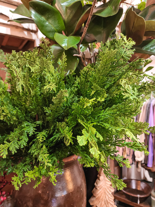 Northern Cedar Spray