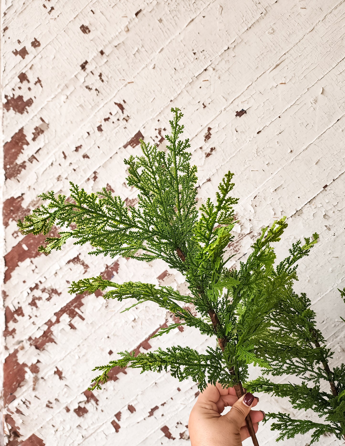 Northern Cedar Spray