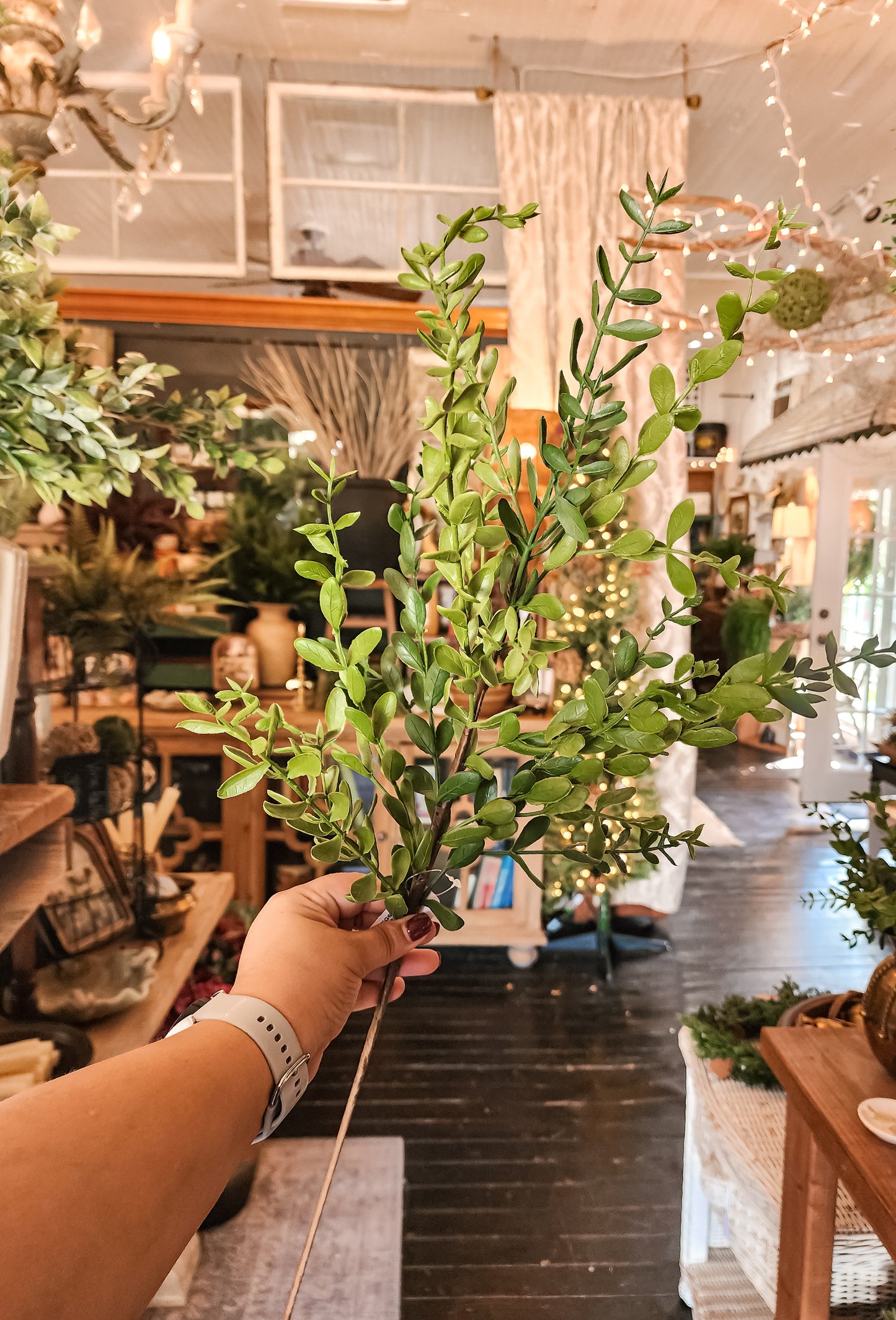 Wild Boxwood Spray | Two Sizes