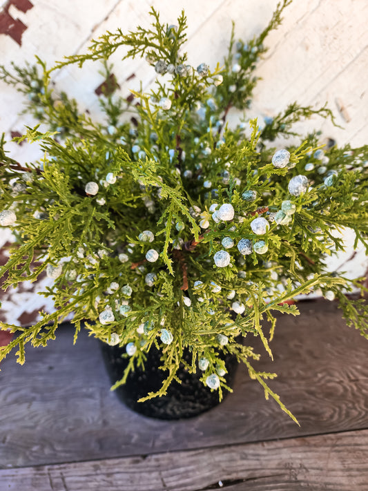 20" Oregon Juniper Berry Spray