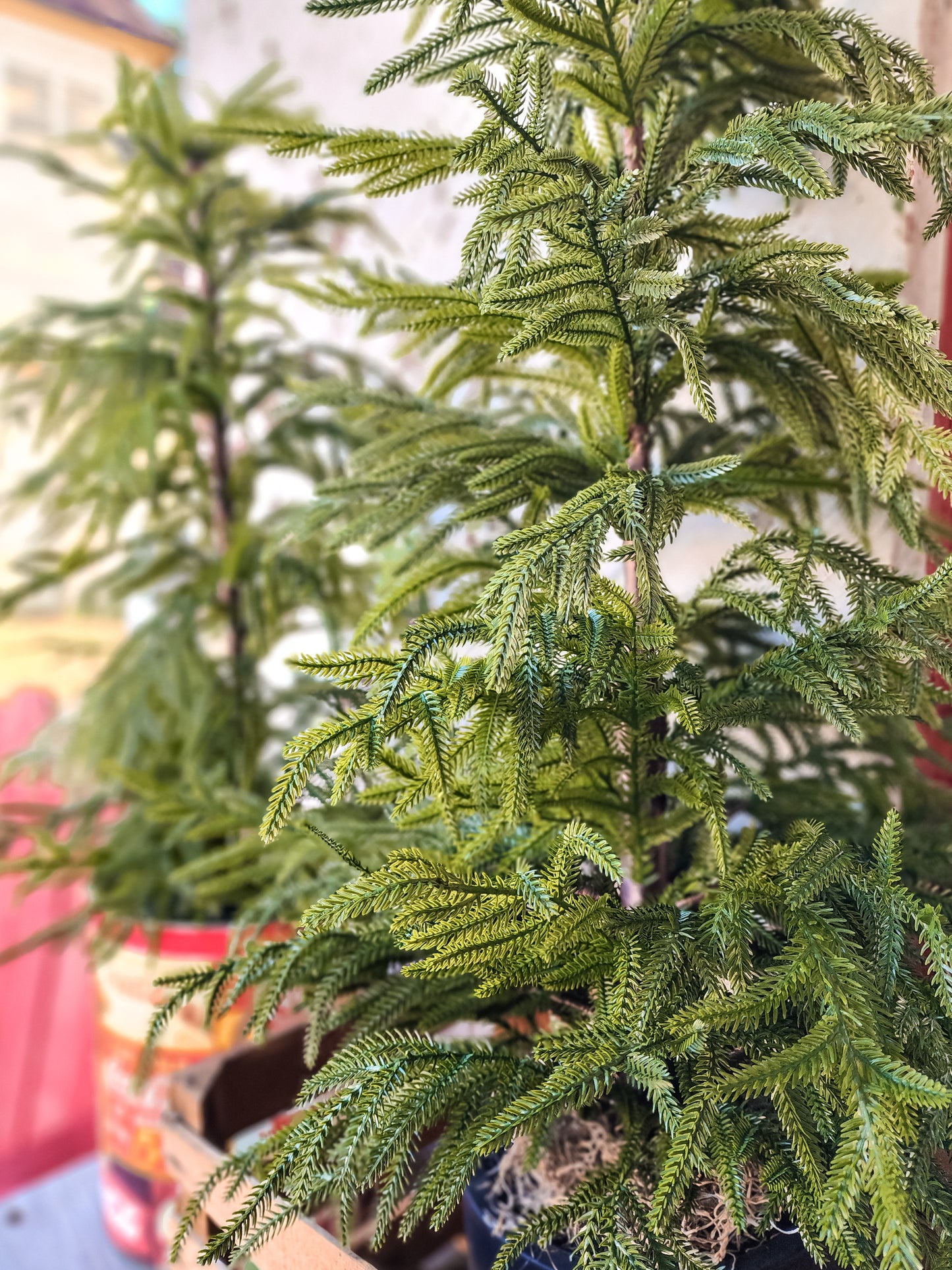 Potted Norfolk Tree (Assorted)