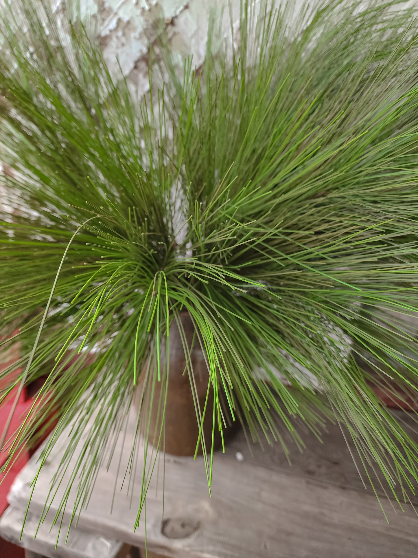 Long Needle Pine Stem