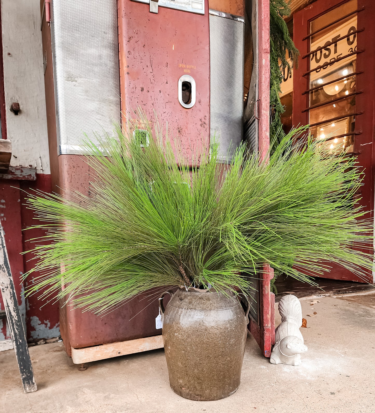 Long Needle Pine Stem