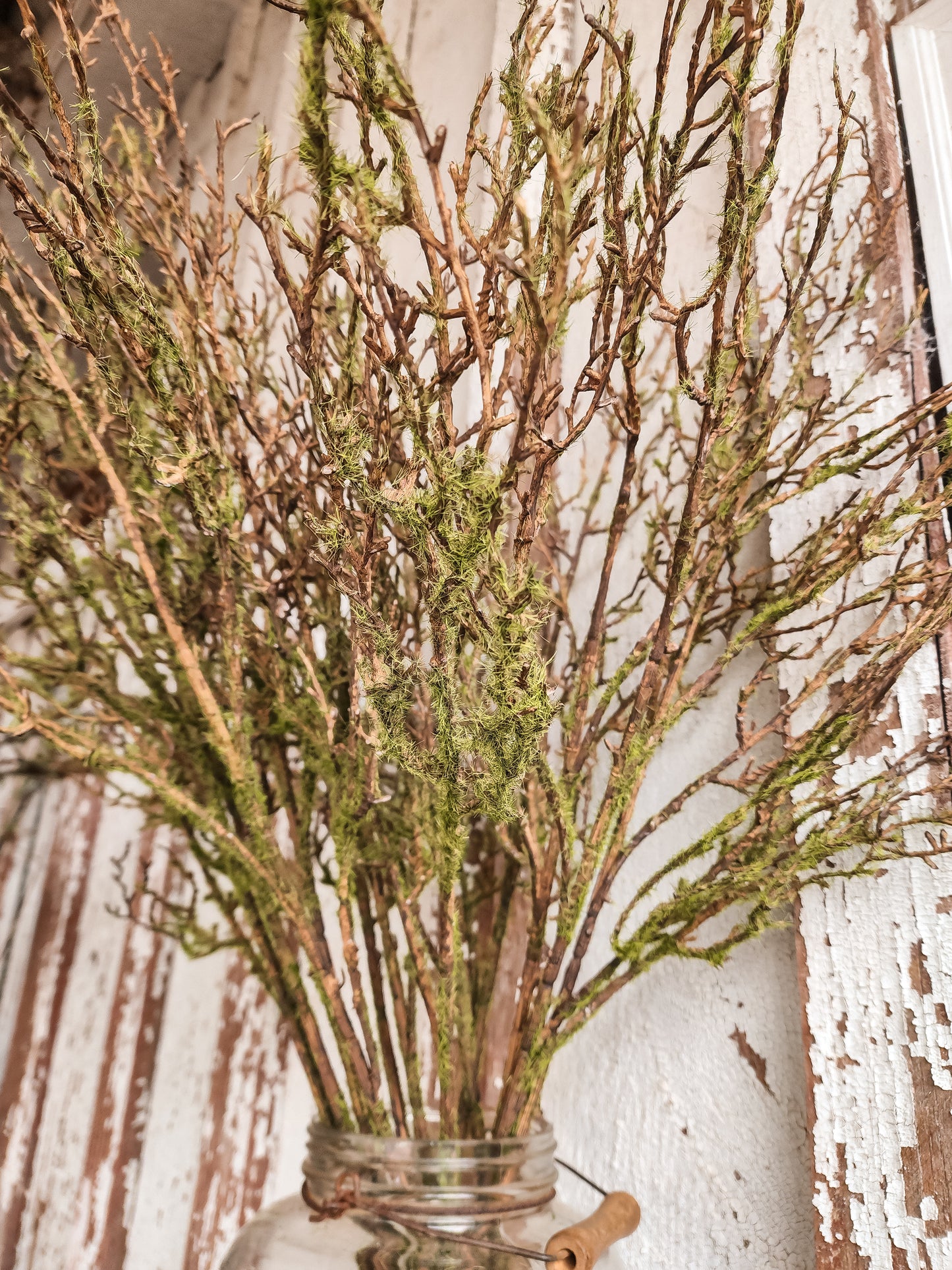 Twig Vine W/Moss Spray