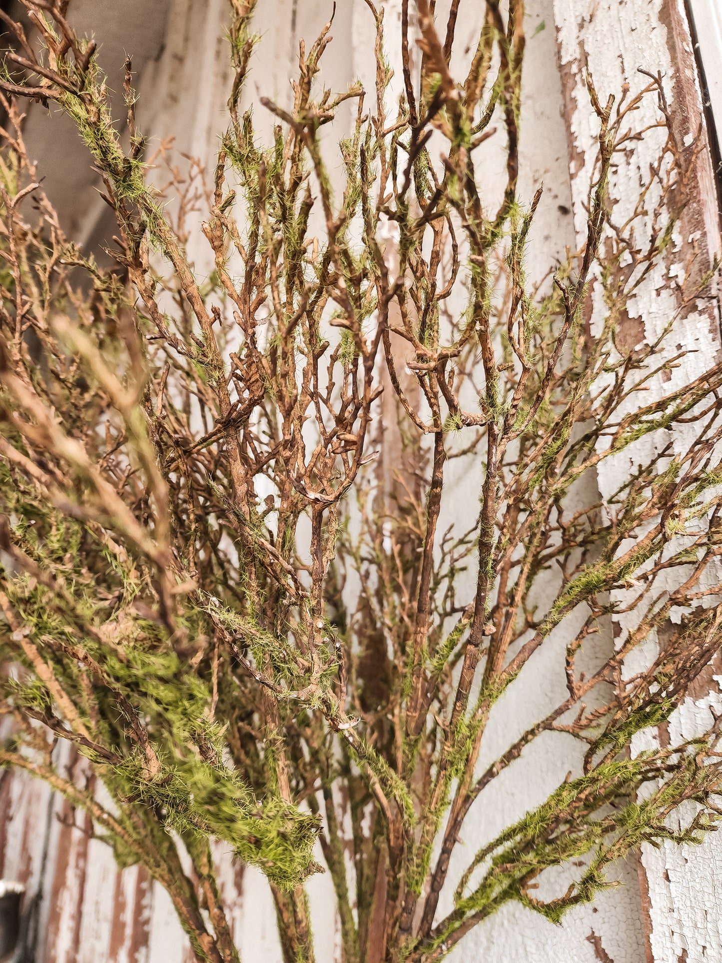 Twig Vine W/Moss Spray