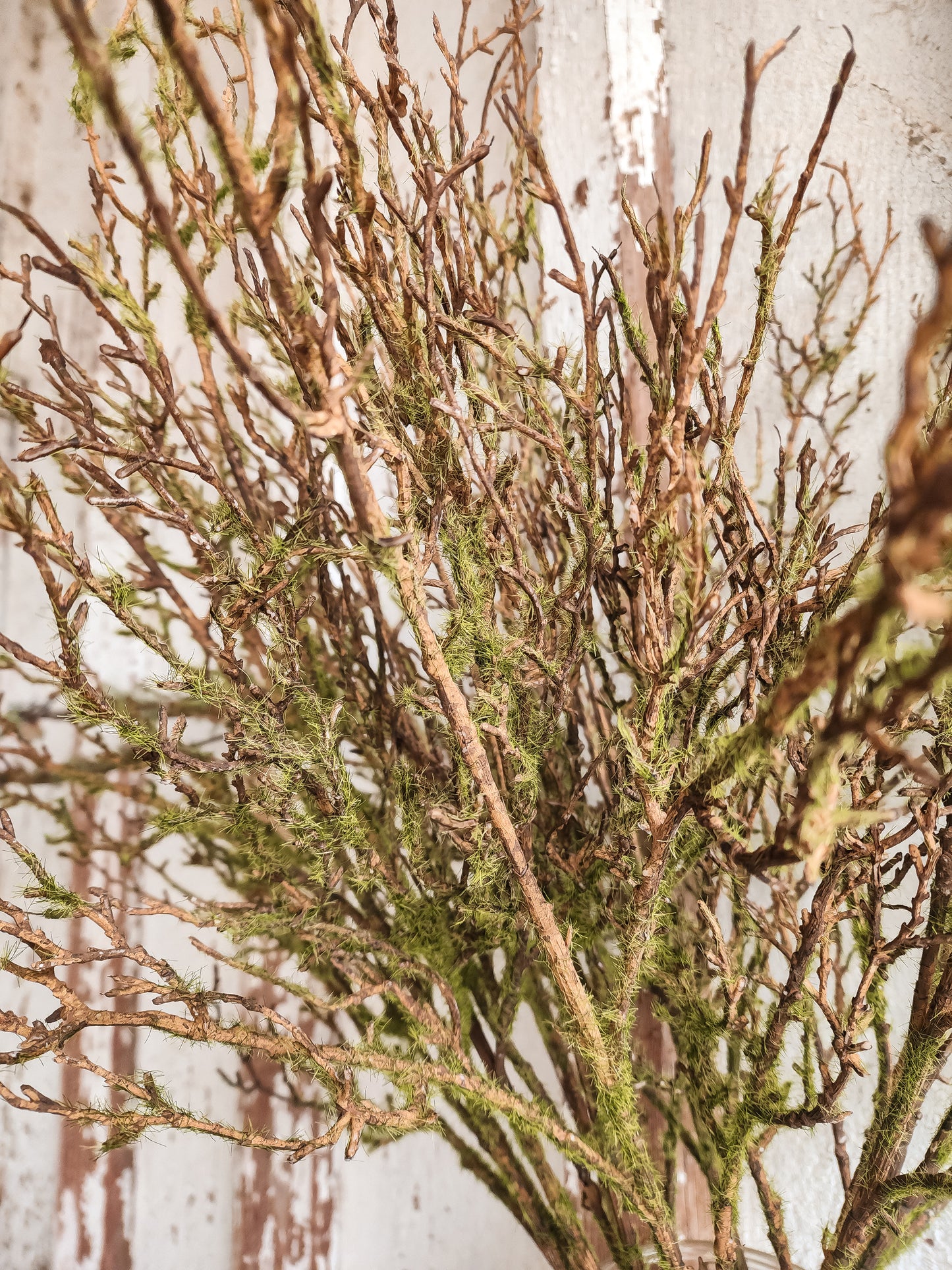 Twig Vine W/Moss Spray