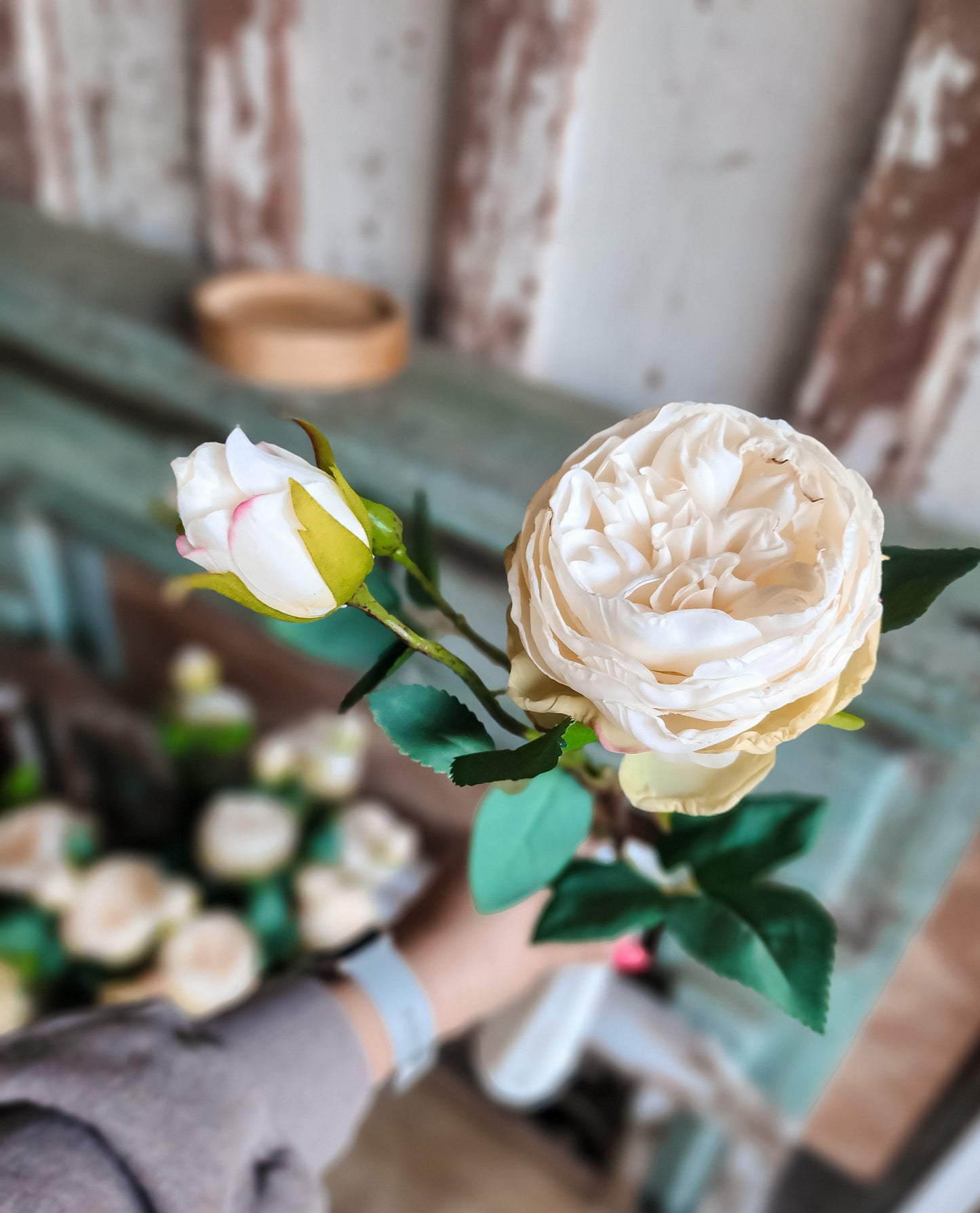 Heirloom Cabbage Rose