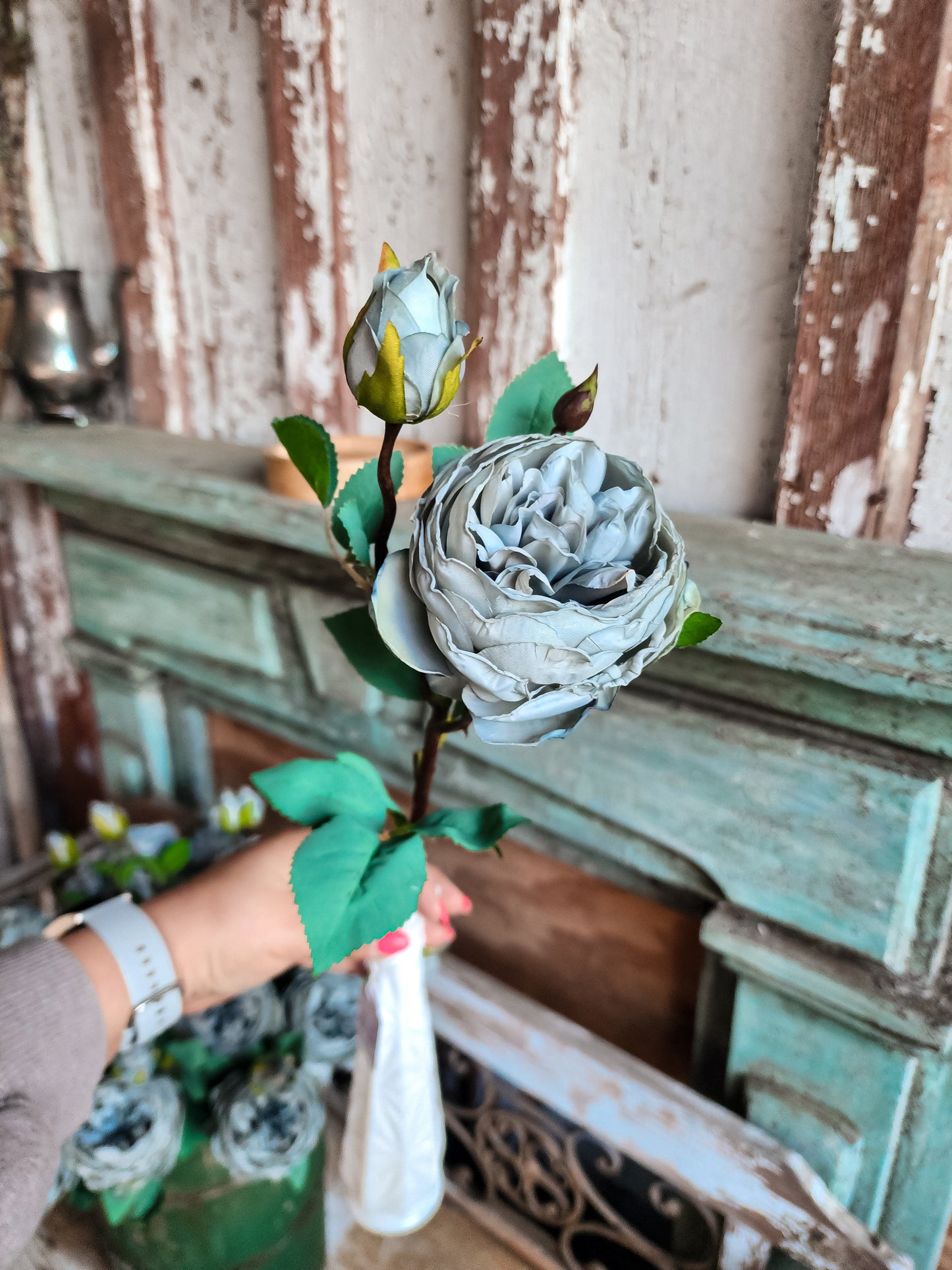 Heirloom Cabbage Rose