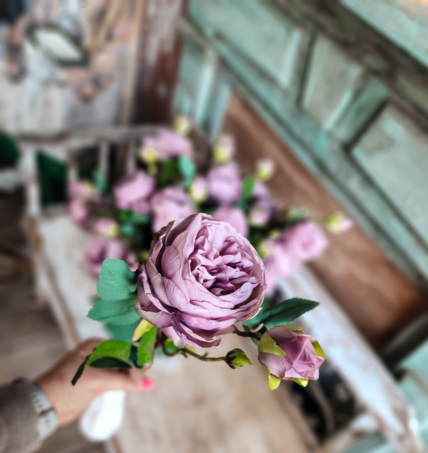 Heirloom Cabbage Rose