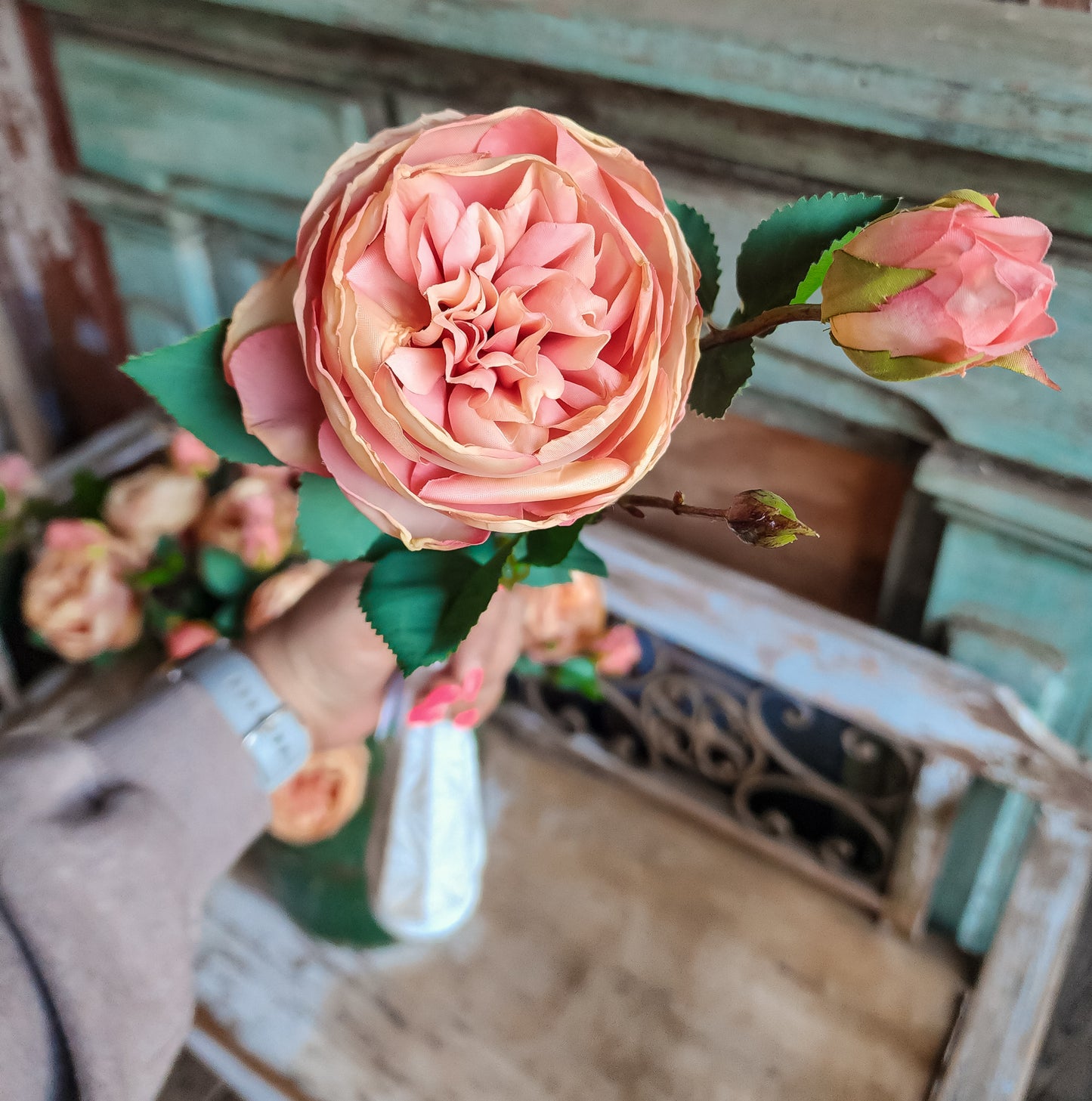 Heirloom Cabbage Rose