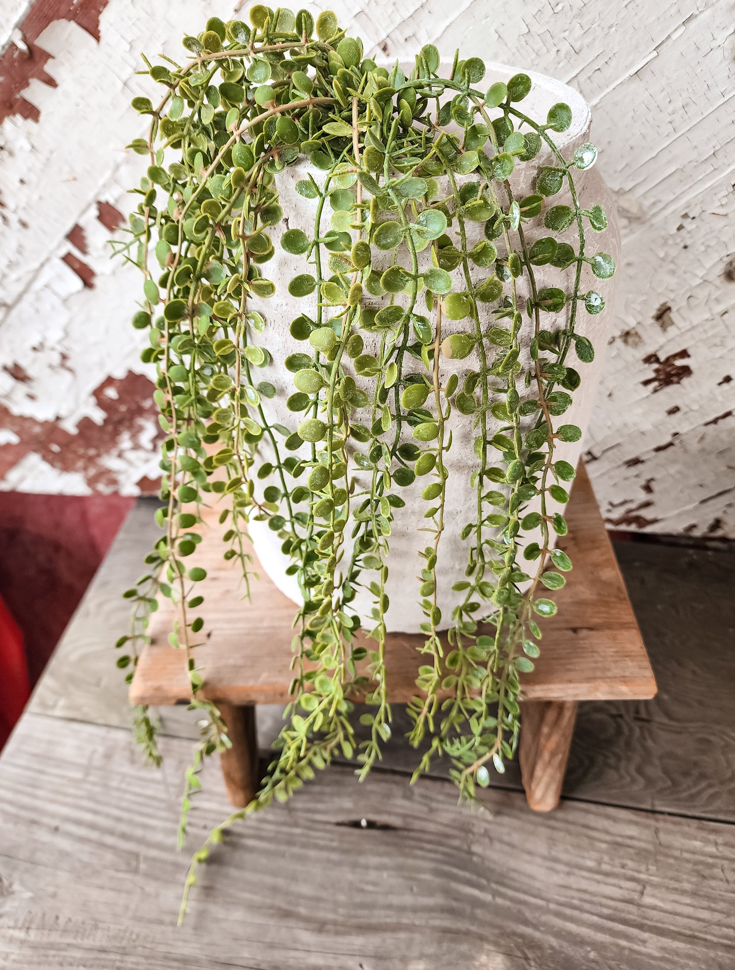 Hanging Button Fern