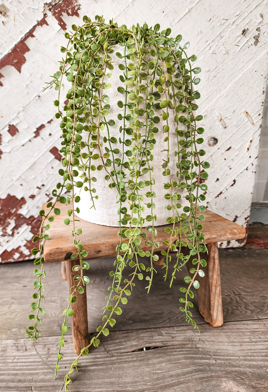 Hanging Button Fern