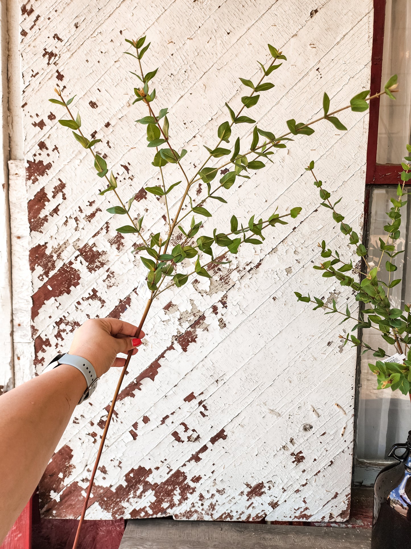 Mini Leaf Eucalyptus Stem